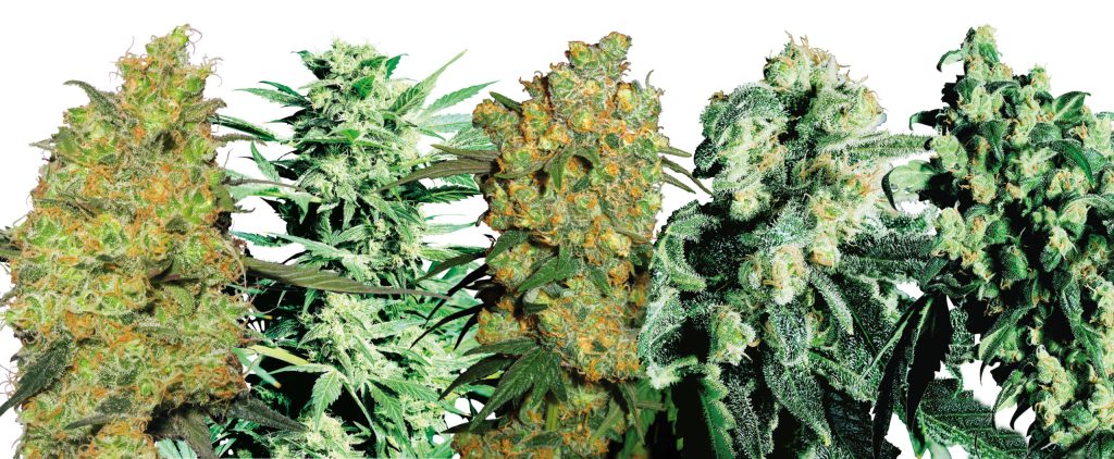 Desvendando a Diversidade: Conheça as Espécies da Cannabis