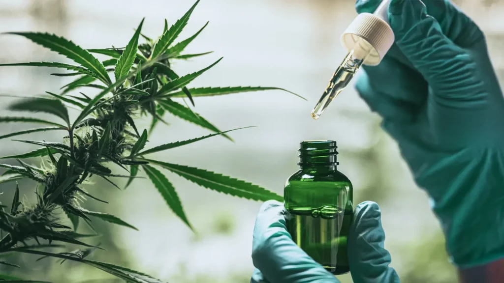 Da Antiguidade à Redescoberta: Uma Jornada Pela História da Cannabis Medicinal